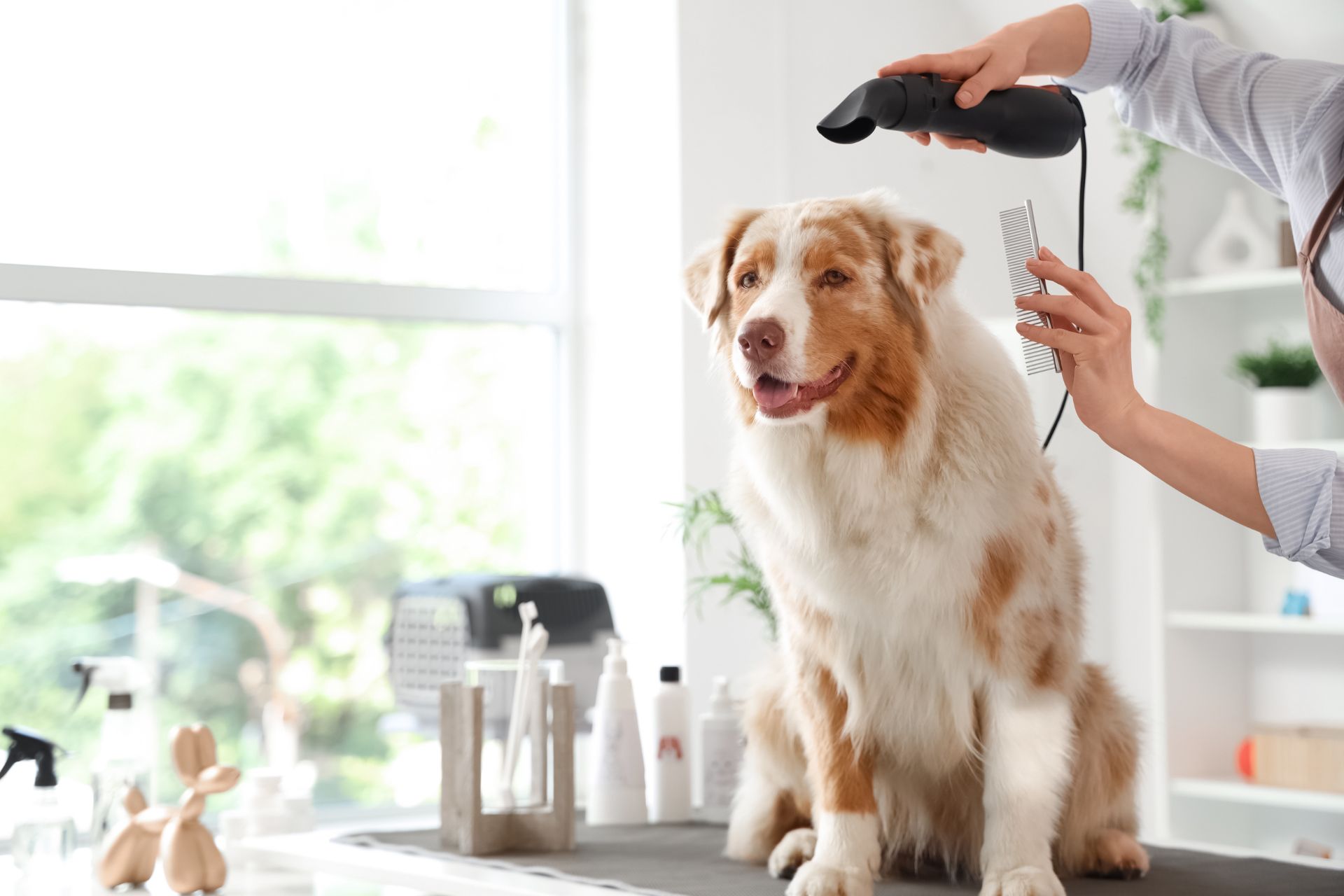 Professional Dog Grooming Hair Dryer for Pets & Dogs in Salon or Home