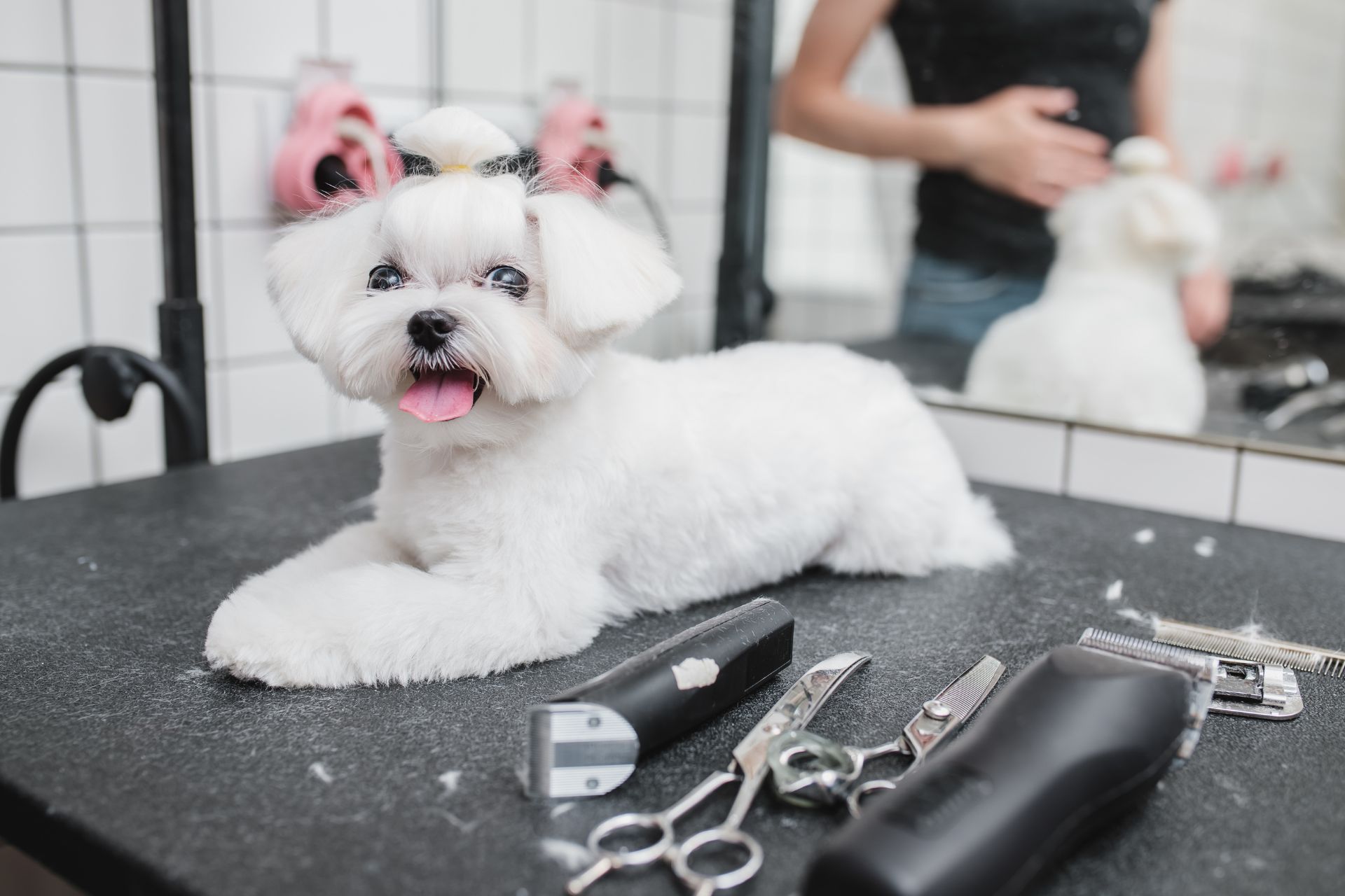 Professional Dog Grooming Supplies List