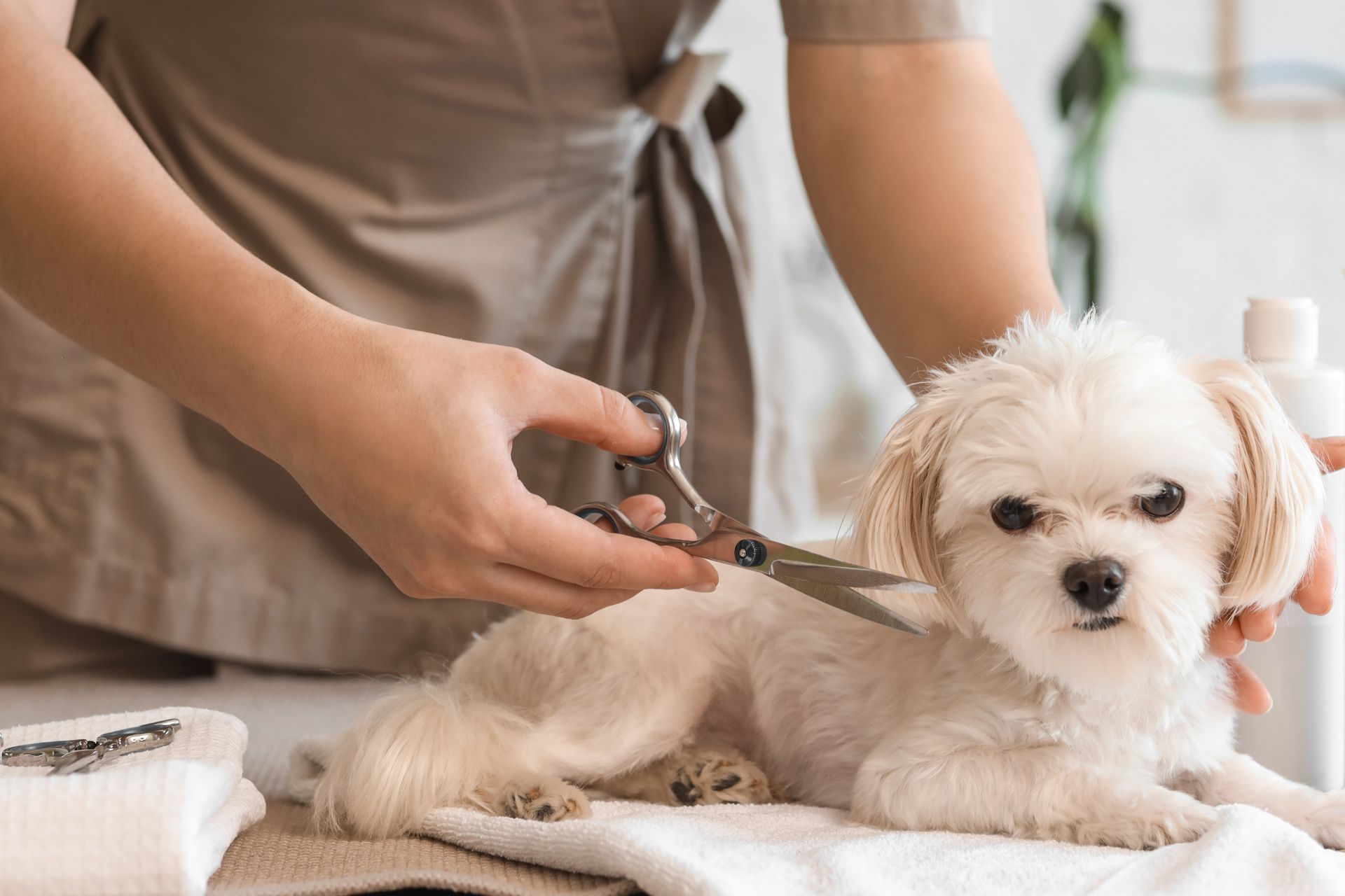 Setting Up Your Dog Grooming Salon