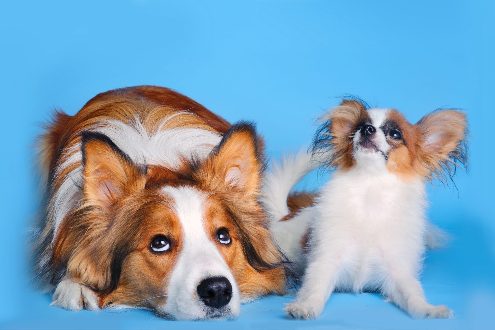 Small & Big Dog Breeds that Don’t Shed a Lot