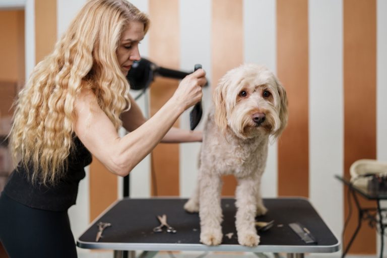 Take Face-to-Face Pet Grooming Classes in Ohio or Michigan