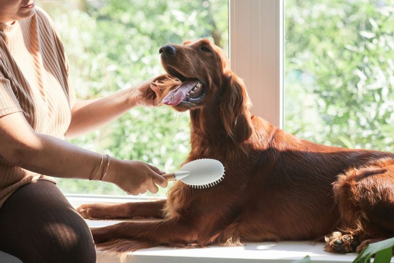 Taking Care of Dog Brushing at Home: Basics of Dog Grooming