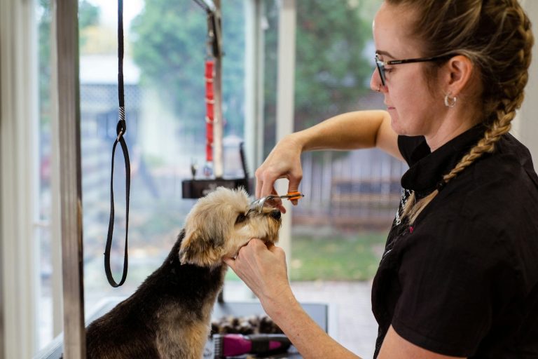 The Dog Grooming Industry – Dog Grooming Career Outlook