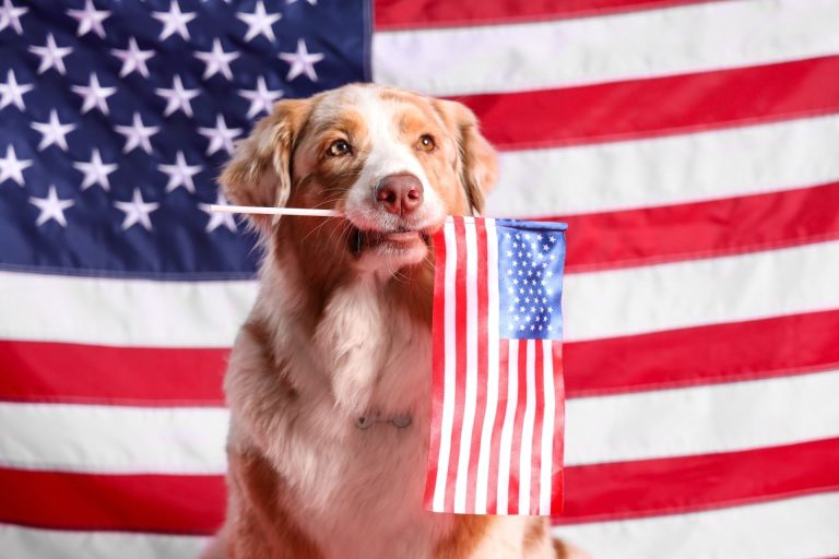 USA Dog Grooming Schools, Courses, Classes & Training