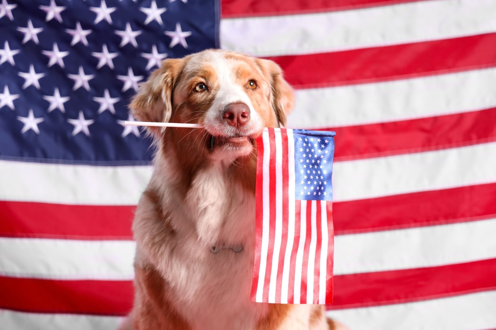 USA Dog Grooming Schools, Courses, Classes & Training