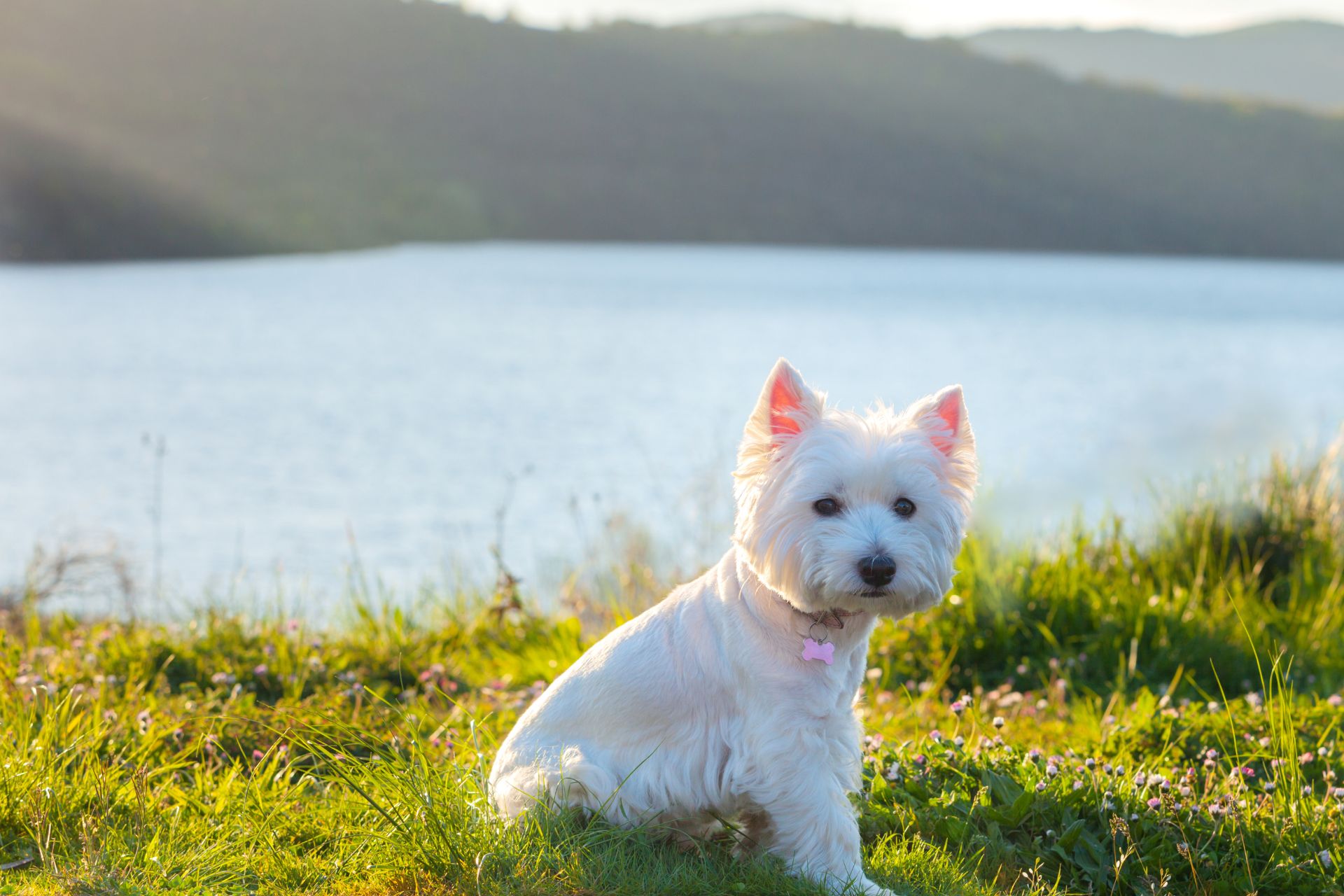 Westie Grooming Tools & Styles
