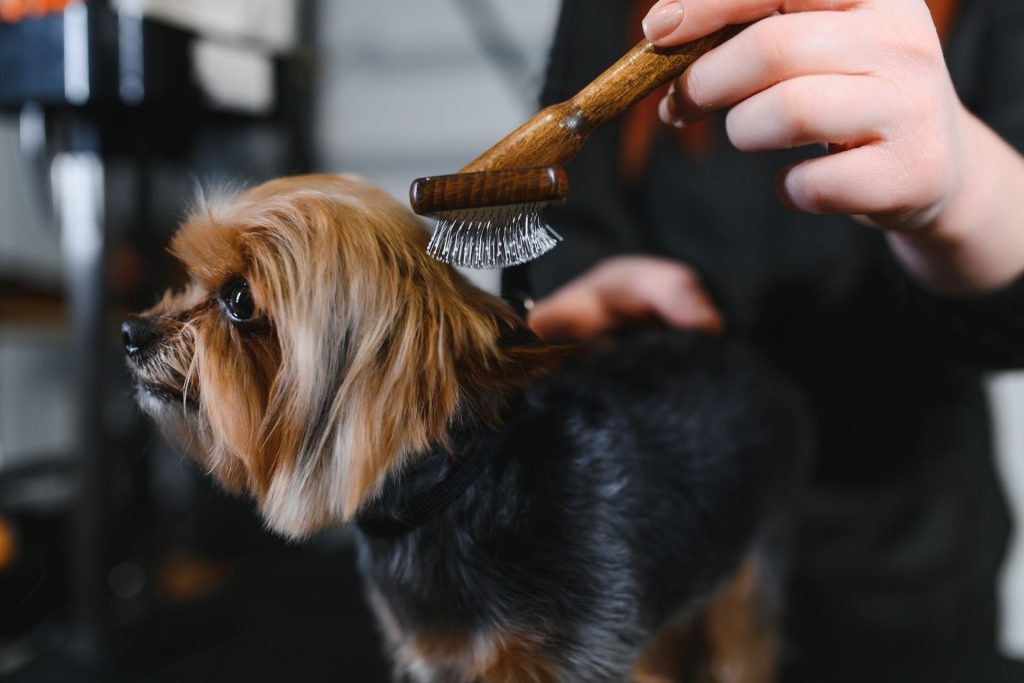 Yorkie Grooming Styles