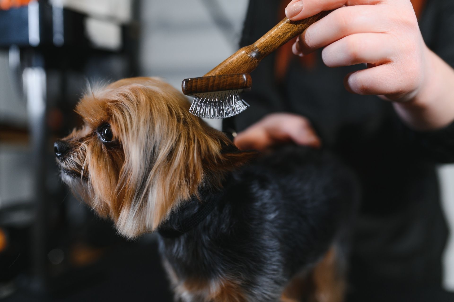 Yorkie Grooming Styles